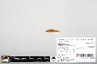 Notropis heterodon image