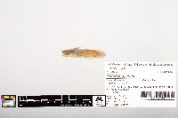 Noturus gyrinus image