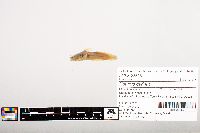 Noturus gyrinus image