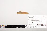 Noturus gyrinus image