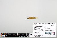 Notropis heterodon image