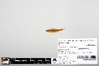 Notropis heterodon image