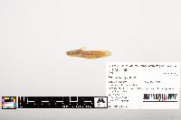 Noturus gyrinus image