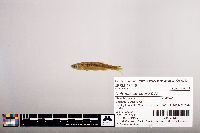 Notropis percobromus image
