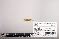 Notropis percobromus image