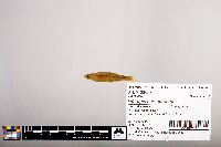 Notropis percobromus image