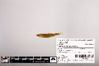 Notropis percobromus image