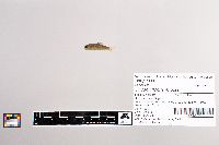 Oncorhynchus mykiss image