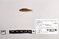 Oncorhynchus mykiss image