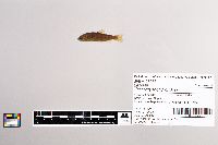 Oncorhynchus mykiss image