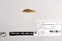 Salmo trutta image