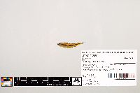 Notropis texanus image