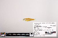 Image of Notropis edwardraneyi