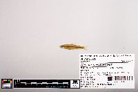 Image of Notropis mekistocholas