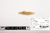 Noturus gyrinus image