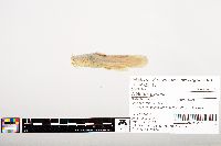 Noturus gyrinus image