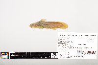 Noturus gyrinus image