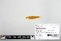 Notropis blennius image
