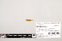 Notropis texanus image