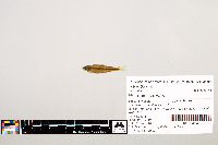 Notropis texanus image