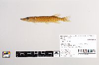 Esox lucius image