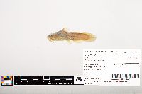 Noturus gyrinus image