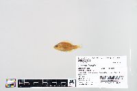 Lepomis humilis image