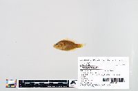 Lepomis humilis image