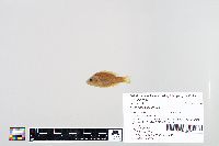 Lepomis humilis image