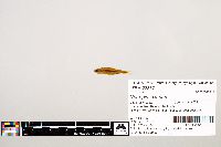 Notropis texanus image