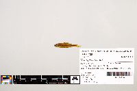 Notropis texanus image