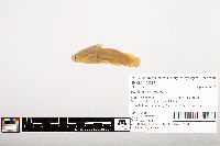 Noturus gyrinus image