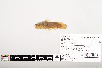 Noturus gyrinus image