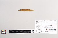 Esox lucius image