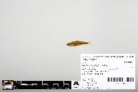 Notropis heterodon image
