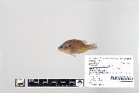 Lepomis macrochirus image