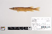 Esox lucius image