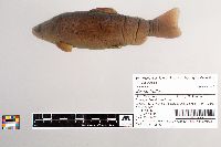 Salmo trutta image