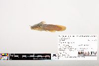 Noturus gyrinus image