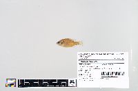 Lepomis humilis image