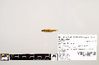 Notropis texanus image