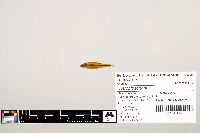 Notropis texanus image
