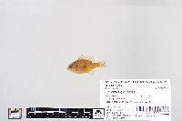 Lepomis gibbosus image