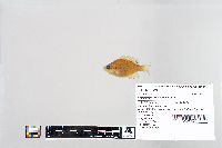 Lepomis macrochirus image