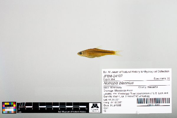 Notropis blennius image