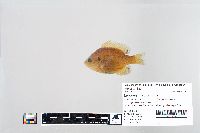 Lepomis macrochirus image