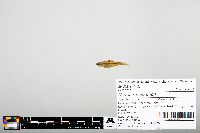 Notropis heterodon image