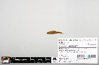 Notropis heterodon image
