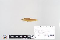 Notropis blennius image