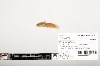 Noturus gyrinus image